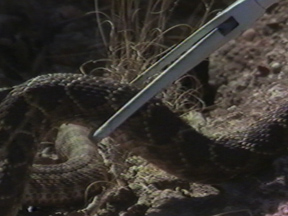 1205_1094_Sweetwater Rattlesnake Roundup.jpg 1205_1094_Sweetwater Rattlesnake Roundup.jpg